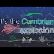 It S The Cambrian Explosion