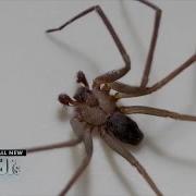 Is It A Spider Bite Or Something Else