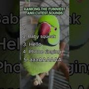 Top 5 Funniest And Cutest Bird Sounds Ever