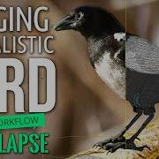 How To Rig A Bird Advanced Full Time Lapse