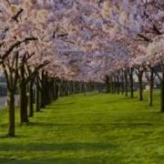 Spring Antonio Vivaldi