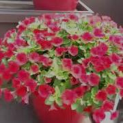 Spring Trials 2016 New Calibrachoa Littletunias