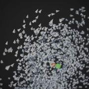 Flocking 003