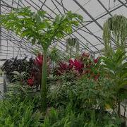 Bloedel Corpse Flower Leaf Timelapse