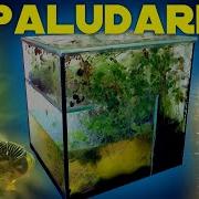 The 5 5 Years Old Closed Ecosystem In A Glass Box Paludarium Ecosphere