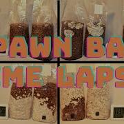 Spawn Bag Time Lapse