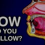 SWALLOWING OR DEGLUTITION ANATOMY AND PHYSIOLOGY