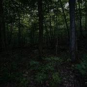 Synchronous Fireflies 4K
