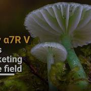 Focus Stacking In The Field With Fungi Photographer Stephen Axford And The Sony α7R V