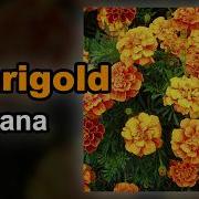 Nirvana Marigold Karaoke