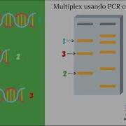 Aula Sobre PCR Multiplex