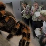 Elevator Spider Prank IPad Magic With Simon Pierro