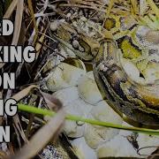 We Ve Never Found This Many Python Nests Python Nesting Season Is Out Of Control