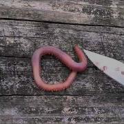Blood Worms Bite