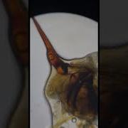 Bee S Stinger Under Microscope Microscope Science Microscopy Bee