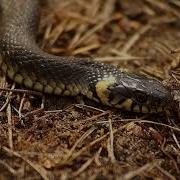 Python Molurus India S Iconic Constrictor