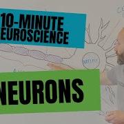10 минутный курс нейронауки нейроны