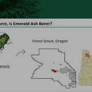 Recommendations For Emerald Ash Borer Response In Washington Communities