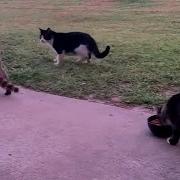 CATS Uncontrollable Crazy Antics And Weirdly Unpredictable