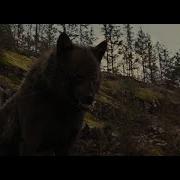 We Own The Night Wolves MV