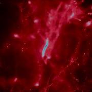 Moving Mesh Cosmology Galaxy ID 02 At Redshift Two