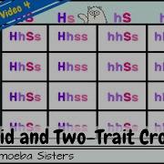 Dihybrid And Two Trait Crosses