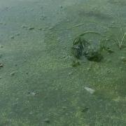 Pond Scum Rogers Park Danbury