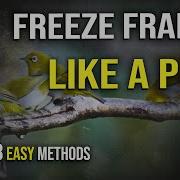 Easy Freeze Frames No Plugins Premiere Pro