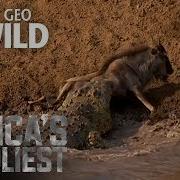 Croc Sneak Attack Africa S Deadliest