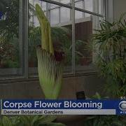 Stinky The Corpse Flower Blooming Now At Denver Botanic Gardens