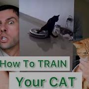 Easy Way To Train Your Cat Mycat Pets Mypet Cute Train Howtotrain Funny Pet Cute London