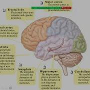 Memory Intro Psych Chapter 7 Recorded Lecture Psyched With Setmire