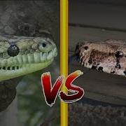 Boa Vs Python What S The Difference Between Constrictors Boas And Pythons