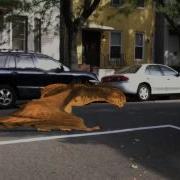 Efexio Orange Dragon In Street