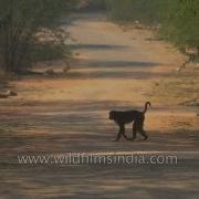 Monkeys Play About And Jump Captured In Slow Motion