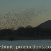 Flocks Of Quelea