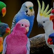 Most Beautiful Parrots Of Australia Colourful Birds Relaxing Nature Sounds Australian Wildlife