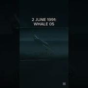 Whale 05 Edit One Of The Most Forgotten And Underrated Emergency Landings Shorts
