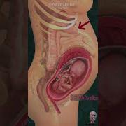 Pregnancy Intestines In 17 Sec