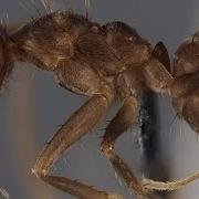 War Of The Crazy Ants ScienceTake The New York Times