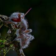 Zombie Parasite Cordyceps Fungus Takes Over Insects Through Mind Control National Geographic