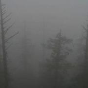 Psychonaut 4 Personal Forest Lyrics
