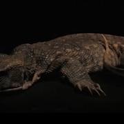 Monitor Lizard Decomposition Time Lapse BBC Earth