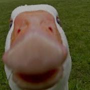 Top 5 Ducks