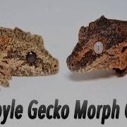 Морфы горгульи геккона