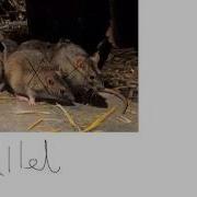 Natural Selection And Variation