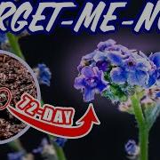 Growing Forget Me Not Flower From Seed Time Lapse 72 Days