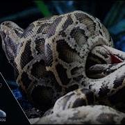 Burmese Python Hatchlings Fighting 01