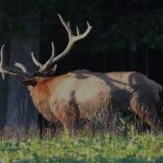 Bull Elk Bugle