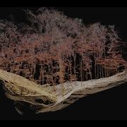 Forest Scanning 3D Mapping